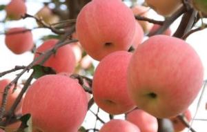 Apple-Fruchtpulver