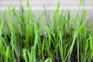 Weizen Gras Pulver
