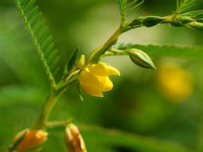 Cassia Nomame Extrakt
