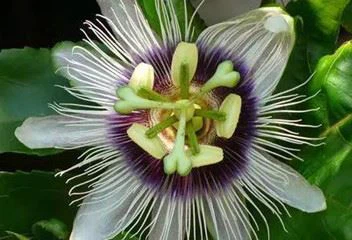passion flower passion flower
