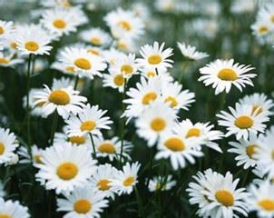 Chamomile