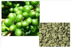 Grüner Kaffee Extrakt