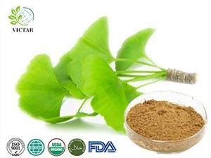 Ginkgo Biloba Blatt-Extrakt